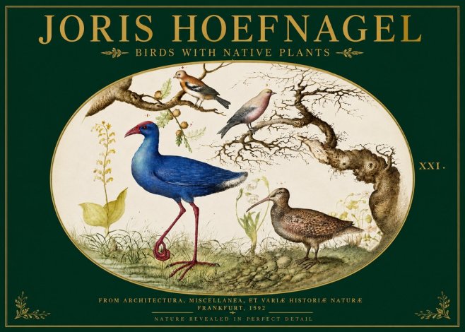 Joris Hoefnagel Birds with Native Plants No3 - Plakat