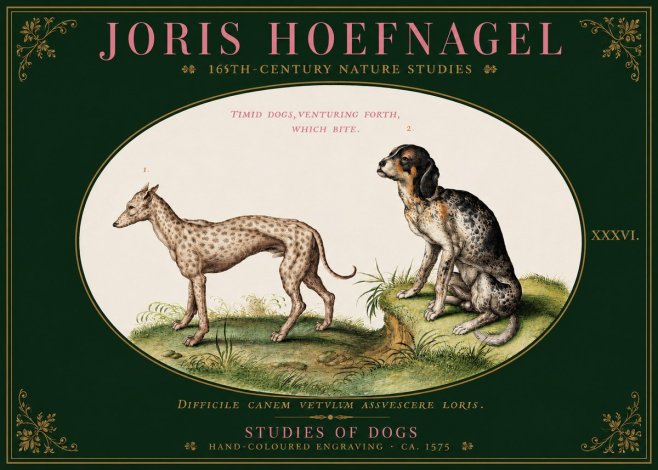 Joris Hoefnagel Studies of Dogs No3 - Plakat