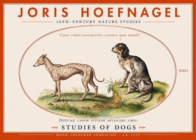 Joris Hoefnagel Studies of Dogs No4 - Plakat