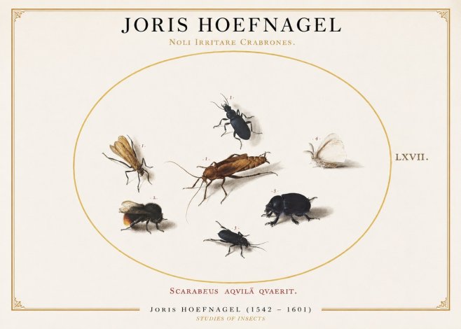 Joris Hoefnagel Scarabeus Aqvilä Qvaerit. No1 - Plakat