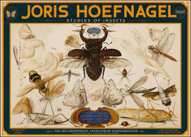 Joris Hoefnagel Studies of Insects I No2 - Plakat