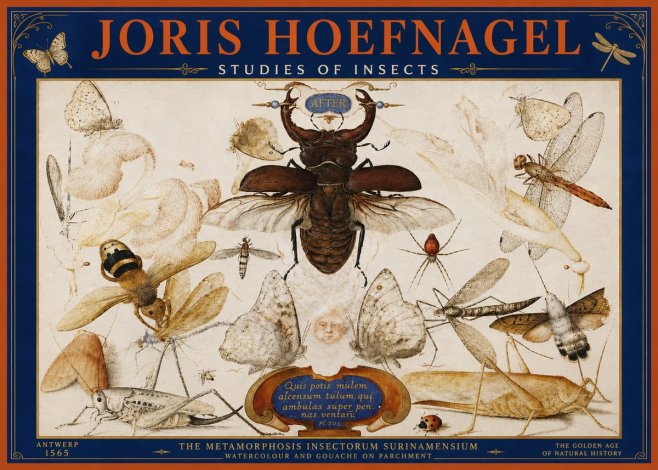 Joris Hoefnagel Studies of Insects I No4 - Plakat