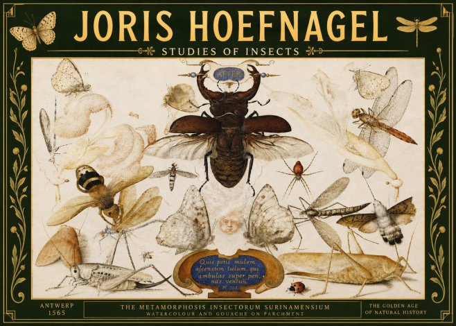 Joris Hoefnagel Studies of Insects I No5 - Plakat
