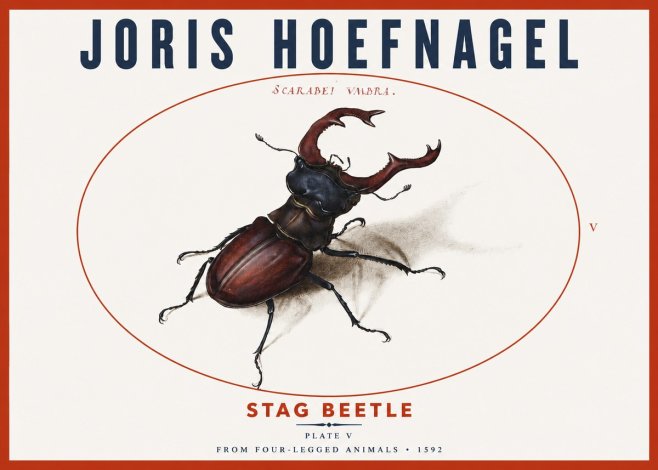 Joris Hoefnagel Stag Beetle No3 - Plakat