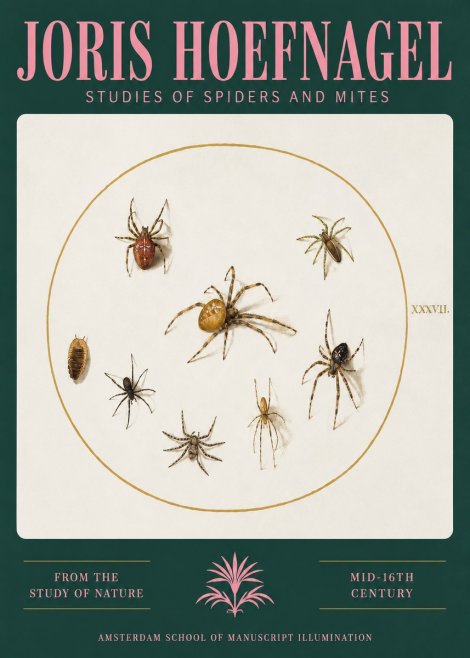 Joris Hoefnagel Study of Spiders and Mites - Plate Xxxvii. No3 - Plakat