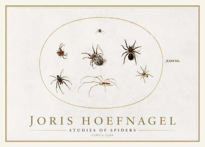 Joris Hoefnagel Studies of Spiders I No1 - Plakat