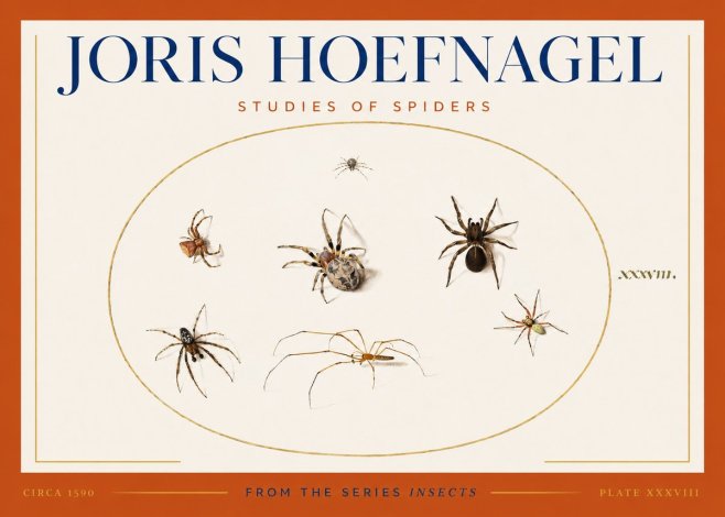 Joris Hoefnagel Studies of Spiders I No3 - Plakat