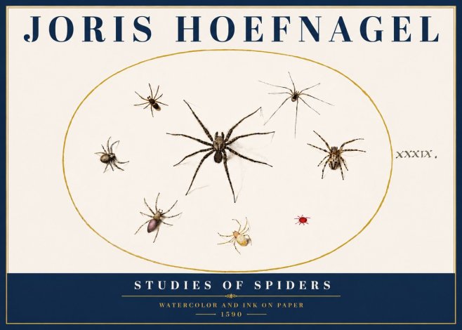 Joris Hoefnagel Studies of Spiders II No5 - Plakat