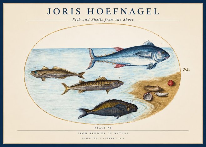 Joris Hoefnagel Fish and Shells from the Shore No1 - Plakat