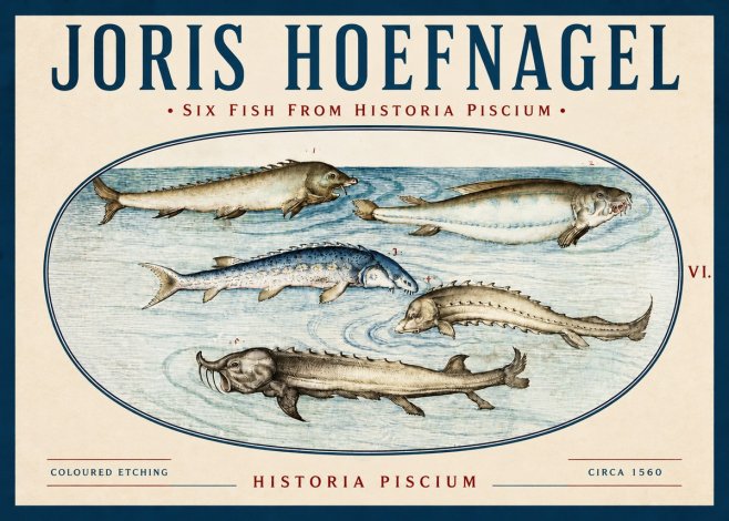 Joris Hoefnagel Fishes of Northern Waters No4 - Plakat