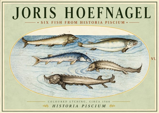 Joris Hoefnagel Fishes of Northern Waters No5 - Plakat