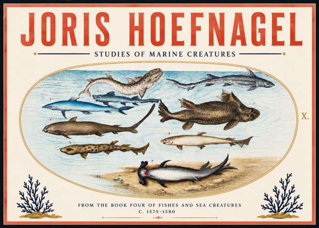 Joris Hoefnagel Studies of Marine Creatures No6 - Plakat