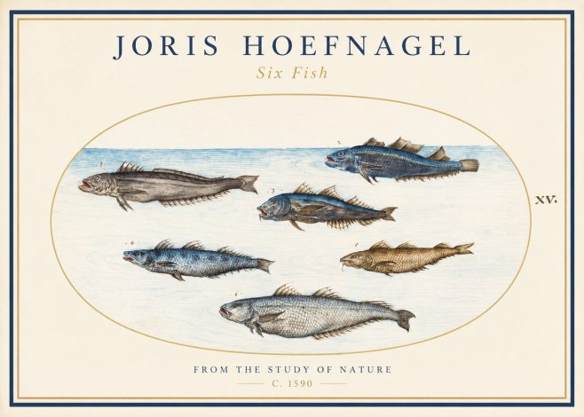 Joris Hoefnagel Six Fish No1 - Plakat