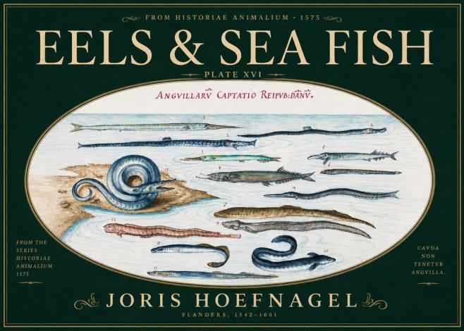 Joris Hoefnagel Eels and Sea Fish No6 - Plakat