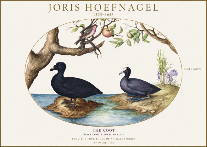 Joris Hoefnagel The Coot No1 - Plakat