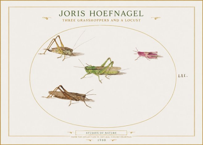 Joris Hoefnagel Three Grasshoppers and a Locust No1 - Plakat