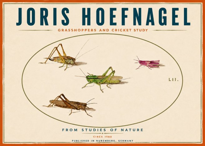 Joris Hoefnagel Three Grasshoppers and a Locust No6 - Plakat