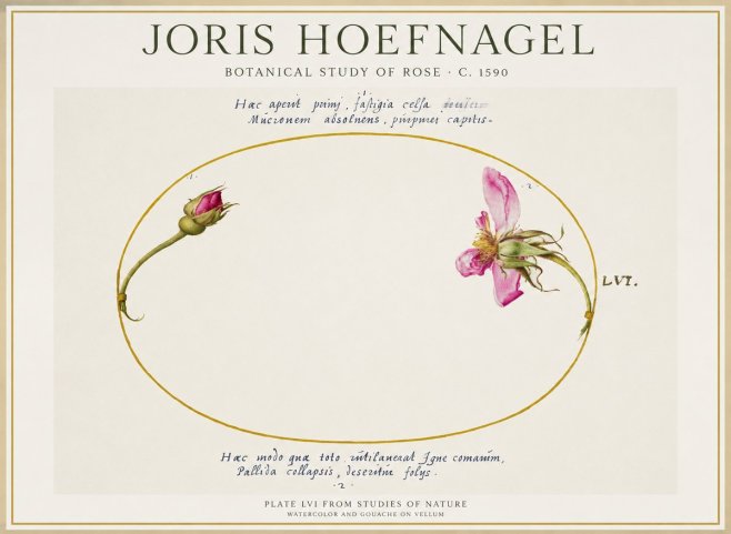 Joris Hoefnagel Botanical Study of Rose No1 - Plakat