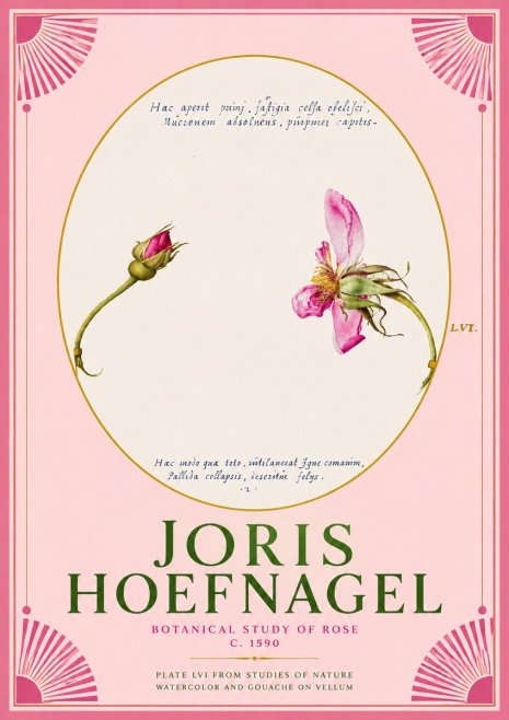 Joris Hoefnagel Botanical Study of Rose No2 - Plakat