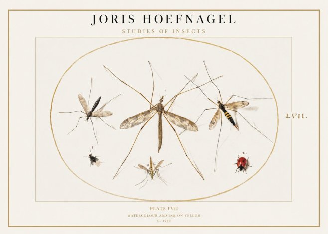 Joris Hoefnagel Studies of Insects II No1 - Plakat