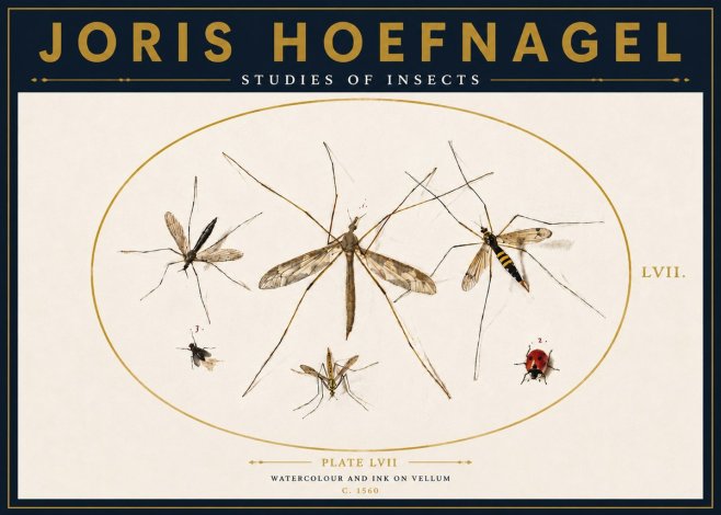 Joris Hoefnagel Studies of Insects II No4 - Plakat
