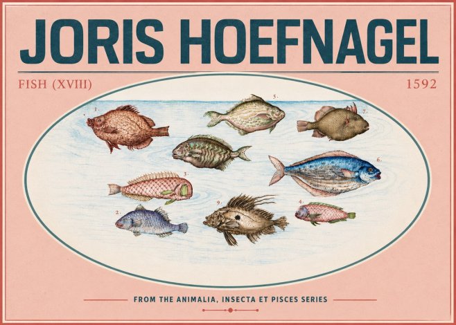 Joris Hoefnagel Studies of Fish I No6 - Plakat