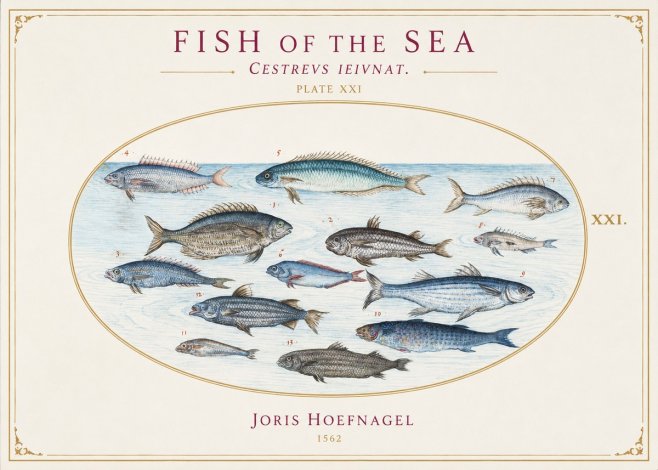 Joris Hoefnagel Fish of the Sea - Cestrevs Ieivnat. Plate Xxi No1 - Plakat