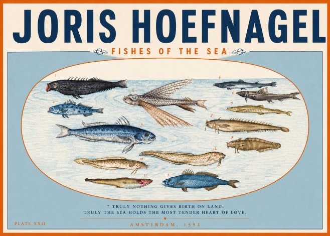 Joris Hoefnagel Fishes of the Sea I No3 - Plakat