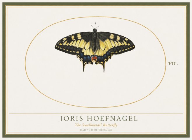 Joris Hoefnagel Study of a Swallowtail Butterfly No5 - Plakat