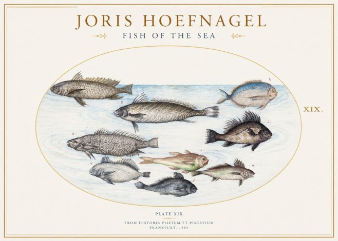 Joris Hoefnagel Fish of the Sea No1 - Plakat