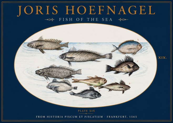 Joris Hoefnagel Fish of the Sea No2 - Plakat