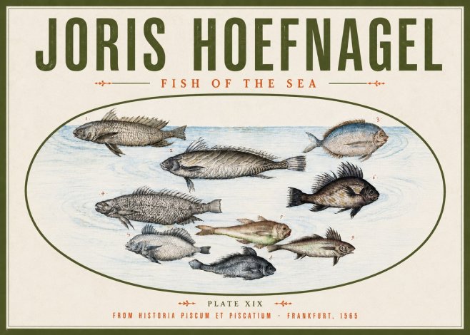 Joris Hoefnagel Fish of the Sea No4 - Plakat