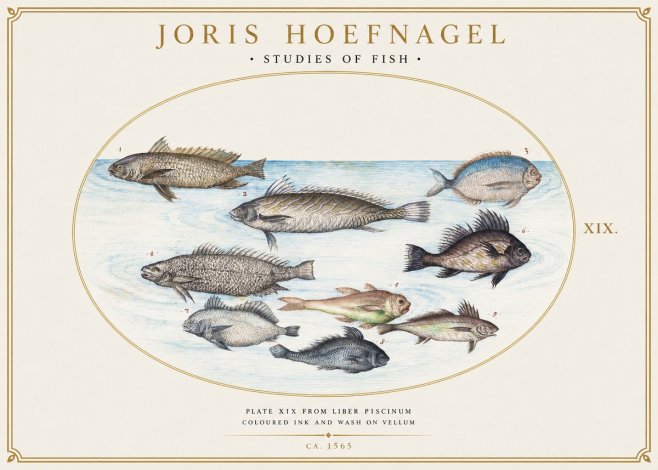 Joris Hoefnagel Fish of the Sea No6 - Plakat