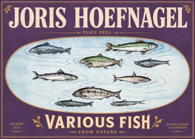 Joris Hoefnagel Various Fish from Nature No6 - Plakat
