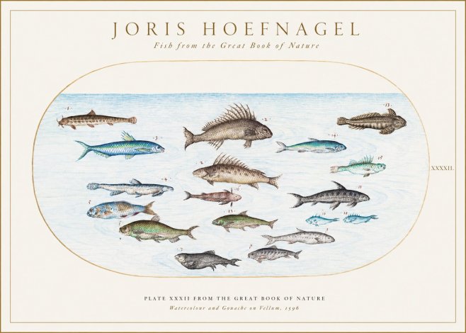 Joris Hoefnagel Fish from the Great Book of Nature No1 - Plakat