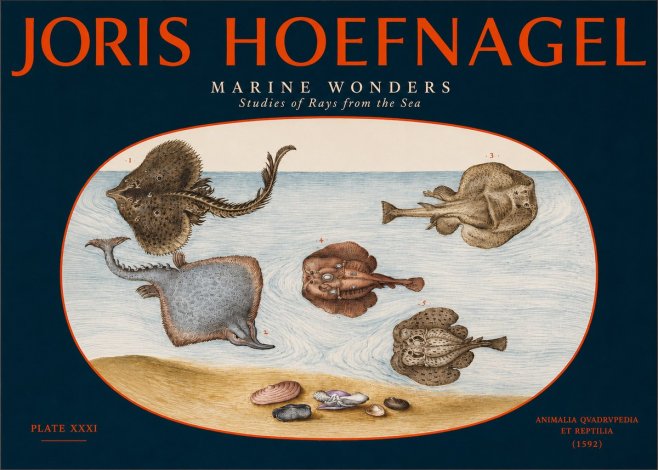 Joris Hoefnagel Studies of Rays and Shells No3 - Plakat