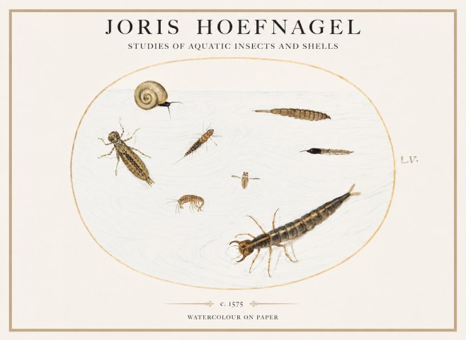 Joris Hoefnagel Studies of Aquatic Insects and Shells No1 - Plakat