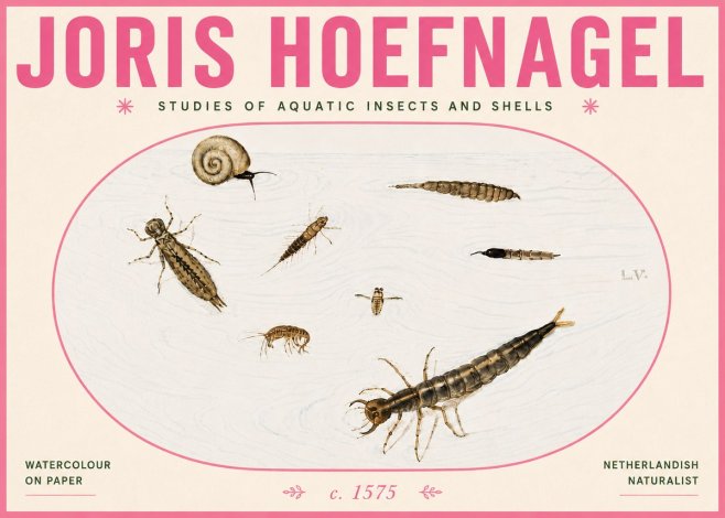 Joris Hoefnagel Studies of Aquatic Insects and Shells No6 - Plakat