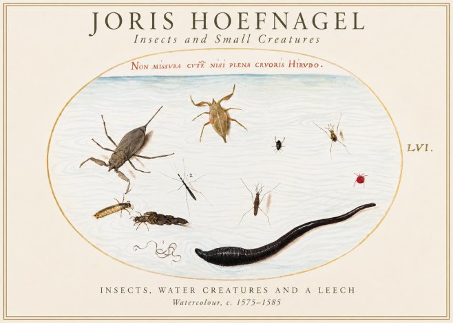 Joris Hoefnagel Insects and Aquatic Creatures No2 - Plakat