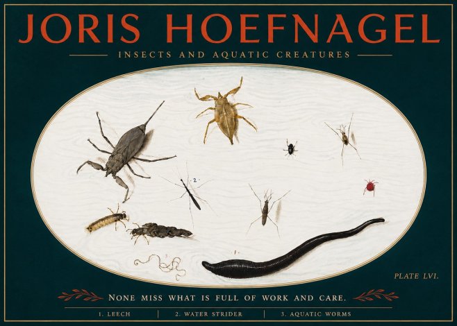 Joris Hoefnagel Insects and Aquatic Creatures No4 - Plakat
