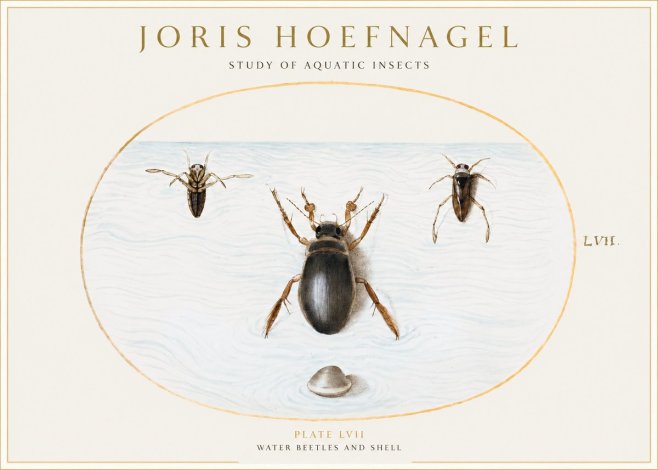Joris Hoefnagel Water Beetles and Shell No1 - Plakat