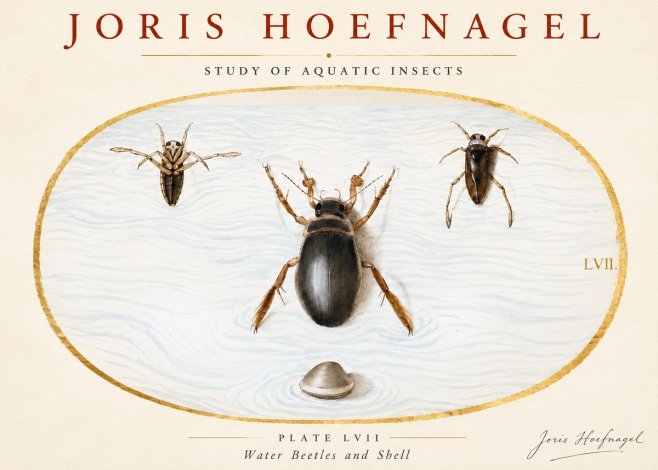 Joris Hoefnagel Water Beetles and Shell No3 - Plakat