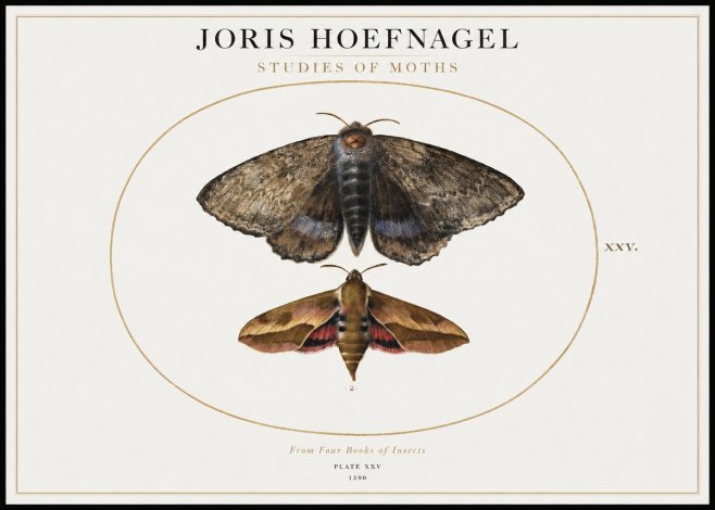 Joris Hoefnagel Studies of Moths I No1 - Plakat