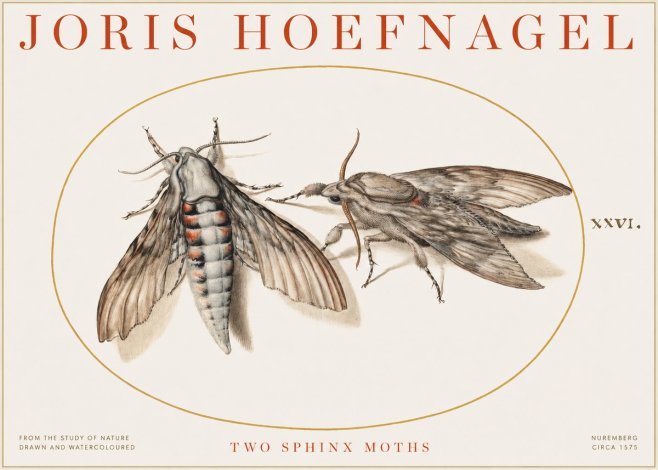 Joris Hoefnagel Two Sphinx Moths No1 - Plakat