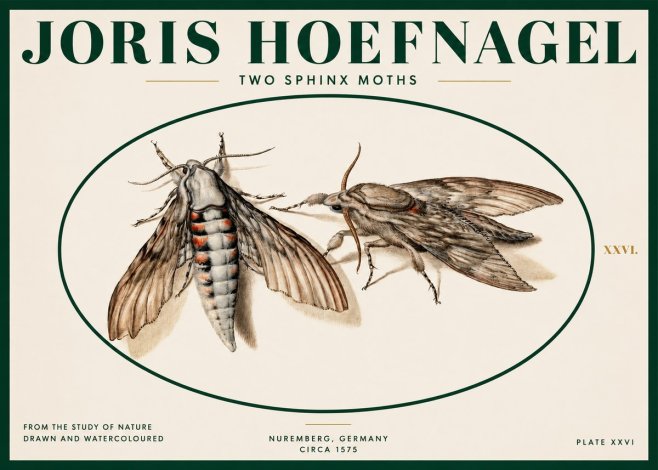 Joris Hoefnagel Two Sphinx Moths No2 - Plakat