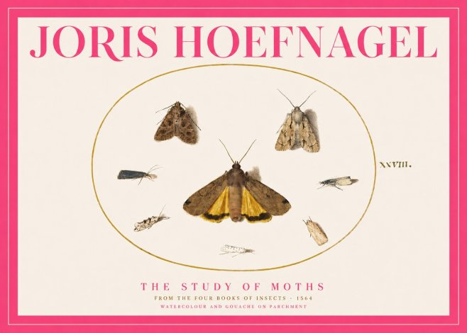 Joris Hoefnagel Study of Moths and Insects No5 - Plakat
