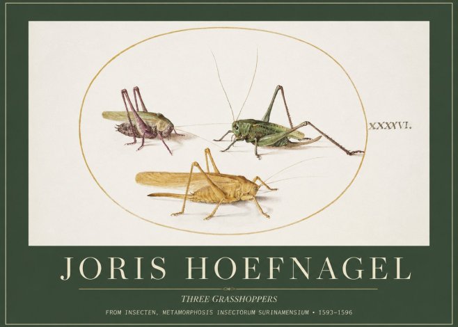 Joris Hoefnagel Grasshoppers Study No5 - Plakat