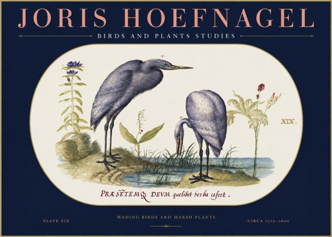 Joris Hoefnagel Wading Birds and Marsh Plants No2 - Plakat