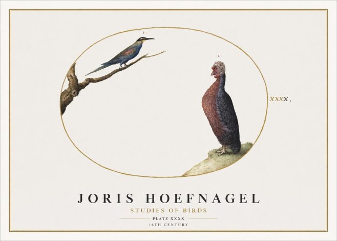 Joris Hoefnagel Studies of Birds I No2 - Plakat