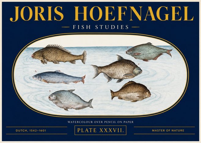 Joris Hoefnagel Six Freshwater Fish No4 - Plakat